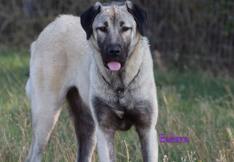 Bakara kangal team croatia Titre Initial