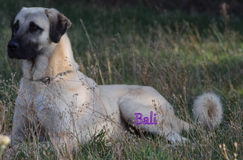 Bali kangal team croatie Titre Initial