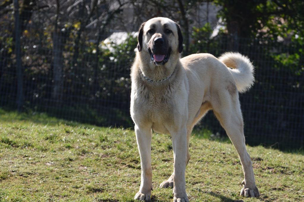 Star of Isis Naos kangal