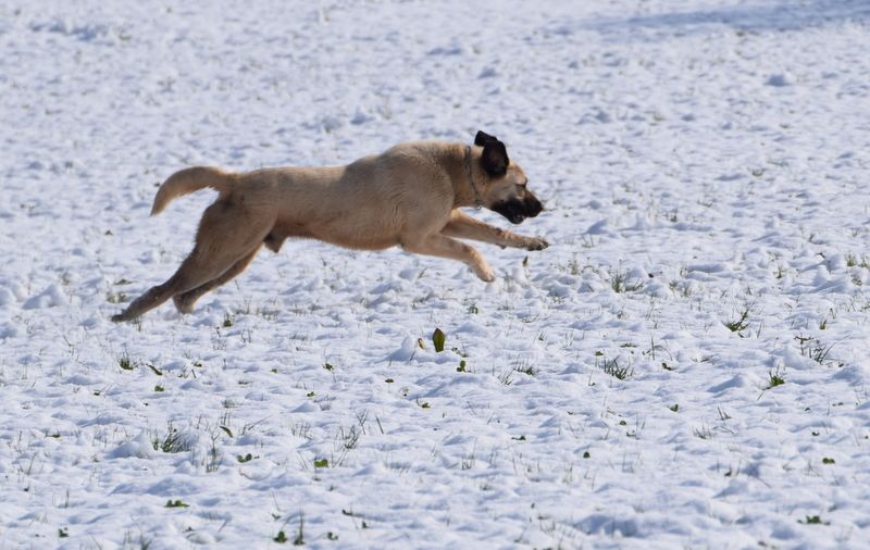 Star of Isis Naos kangal