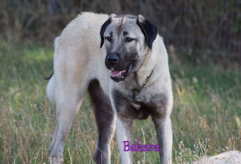 Bakara kangal team croatia Titre Initial