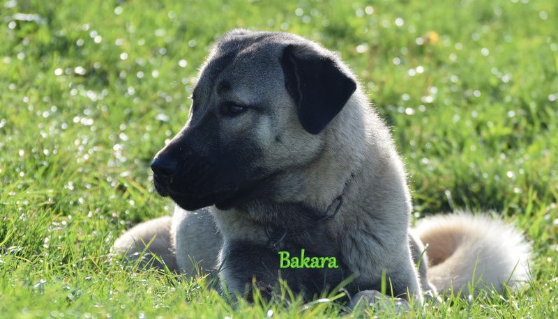 Bakara kangal team croatia Titre Initial