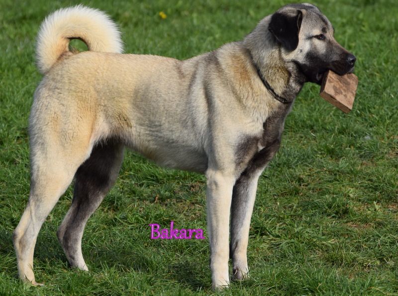 Bakara kangal team croatia Titre Initial