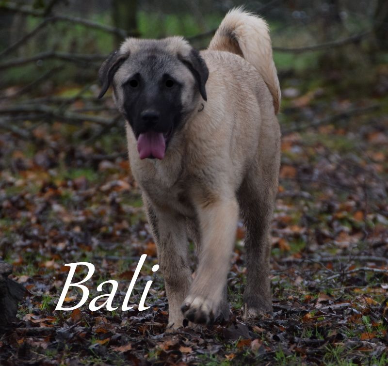 Bali kangal team croatie Titre Initial