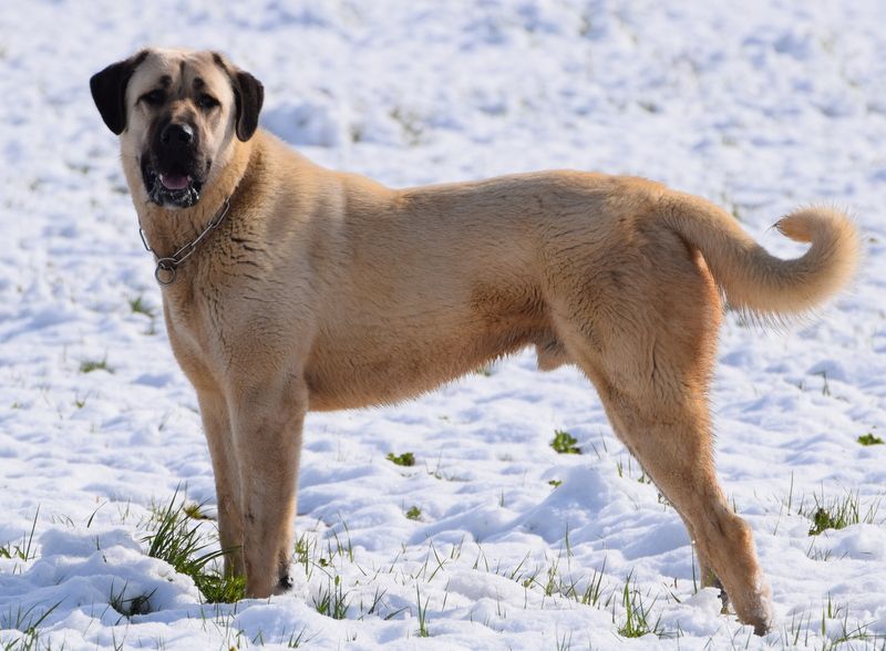 Star of Isis Naos kangal