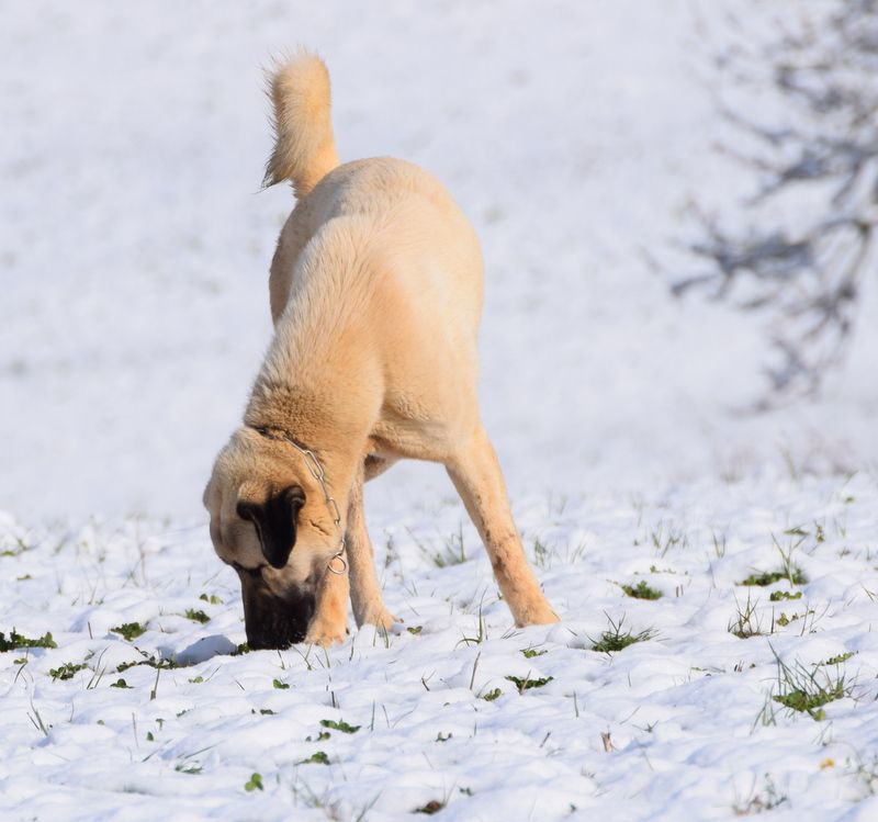 Star of Isis Naos kangal