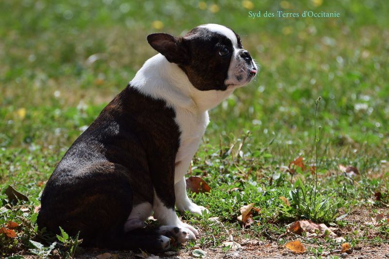 Des Terres d'Occitanie - Chiot disponible  - Boston Terrier
