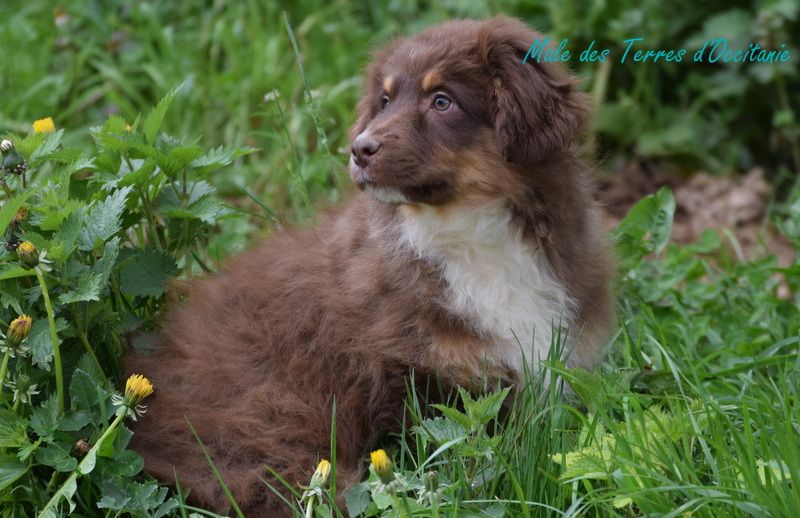 Des Terres d'Occitanie - Chiots disponibles - Berger Américain Miniature 